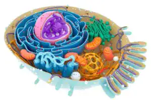 What Are Mitochondrial-Derived Peptides?